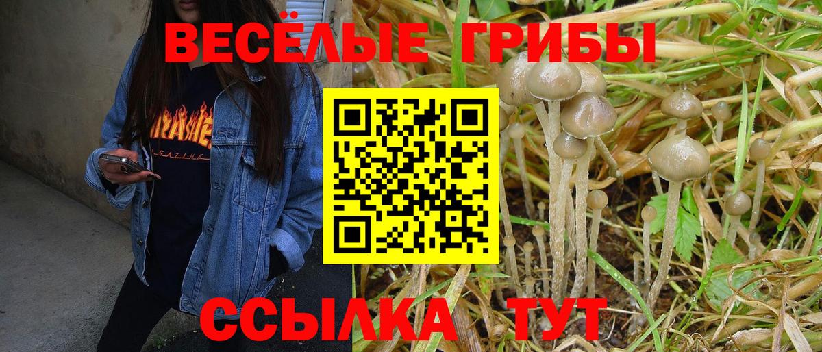 Галлюциногенные грибы Psilocybe Тара